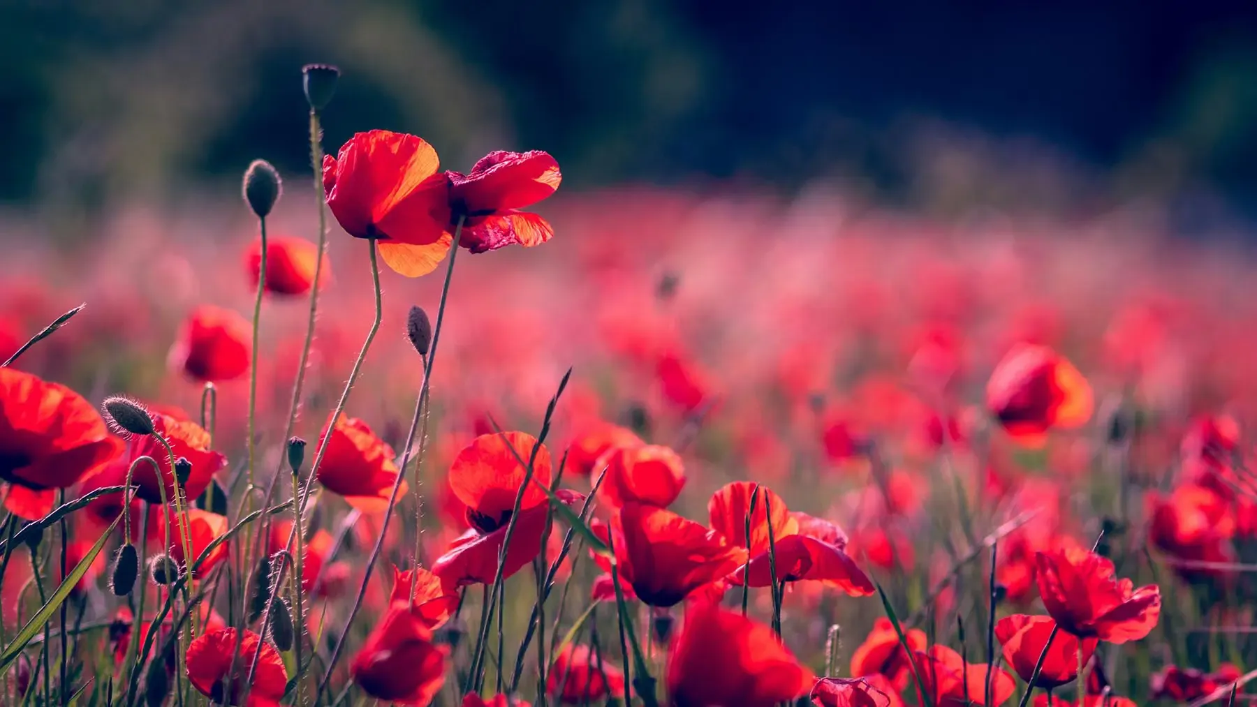 Poppy Flower Field